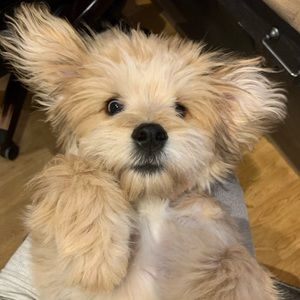 Meet your Posher, Sean